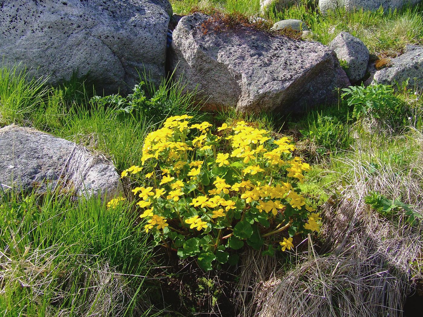 Изображение особи Caltha palustris.