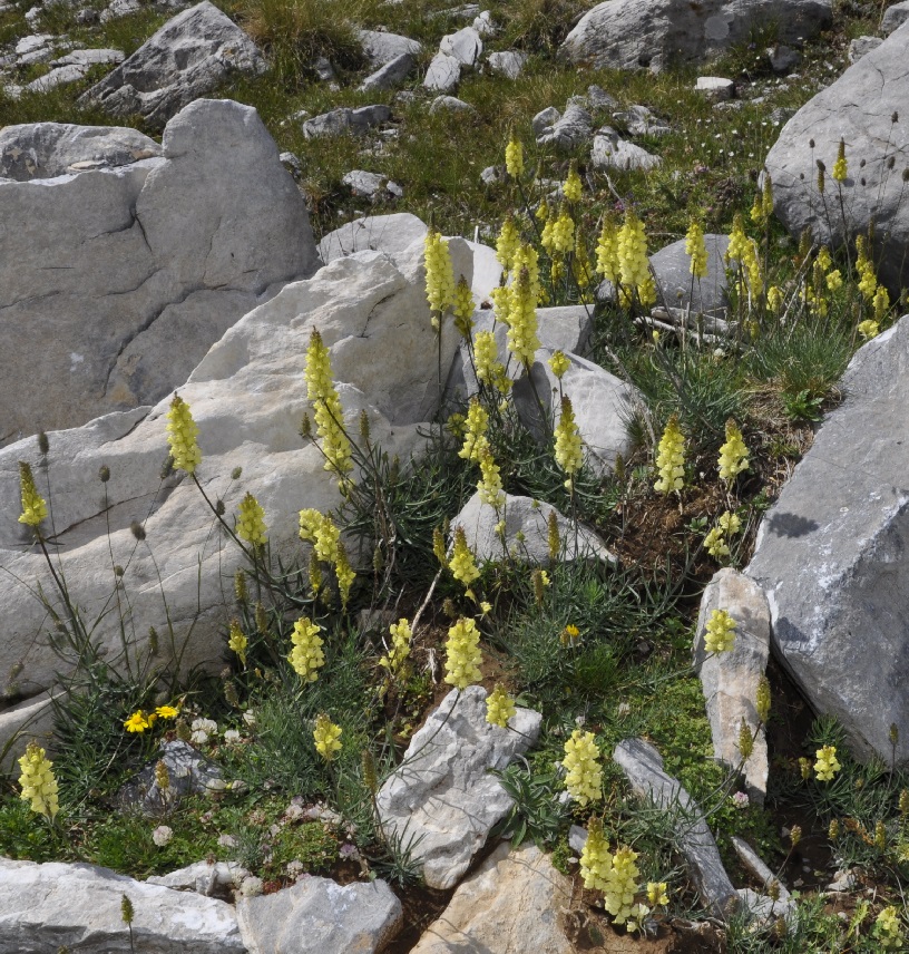 Изображение особи Linaria peloponnesiaca.