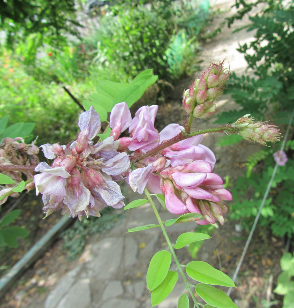 Image of Robinia viscosa specimen.