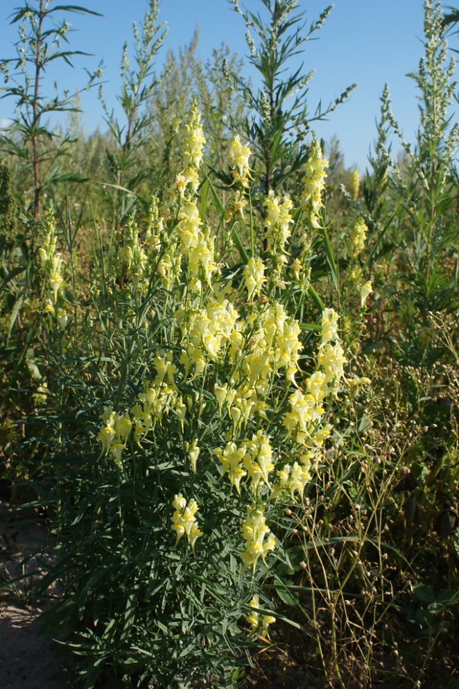 Изображение особи Linaria vulgaris.