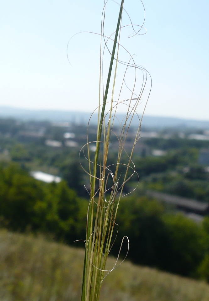 Image of Stipa capillata specimen.