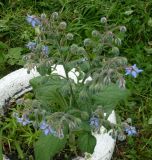 Borago officinalis