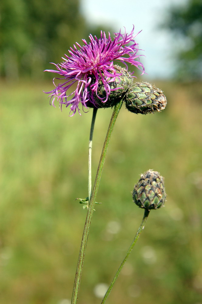Изображение особи Centaurea scabiosa.