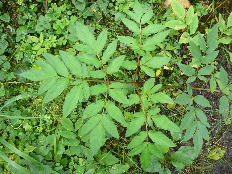 Изображение особи Angelica sylvestris.