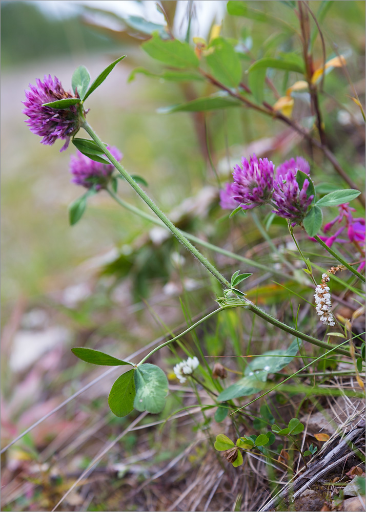 Изображение особи Trifolium pratense.