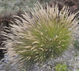 Achnatherum calamagrostis