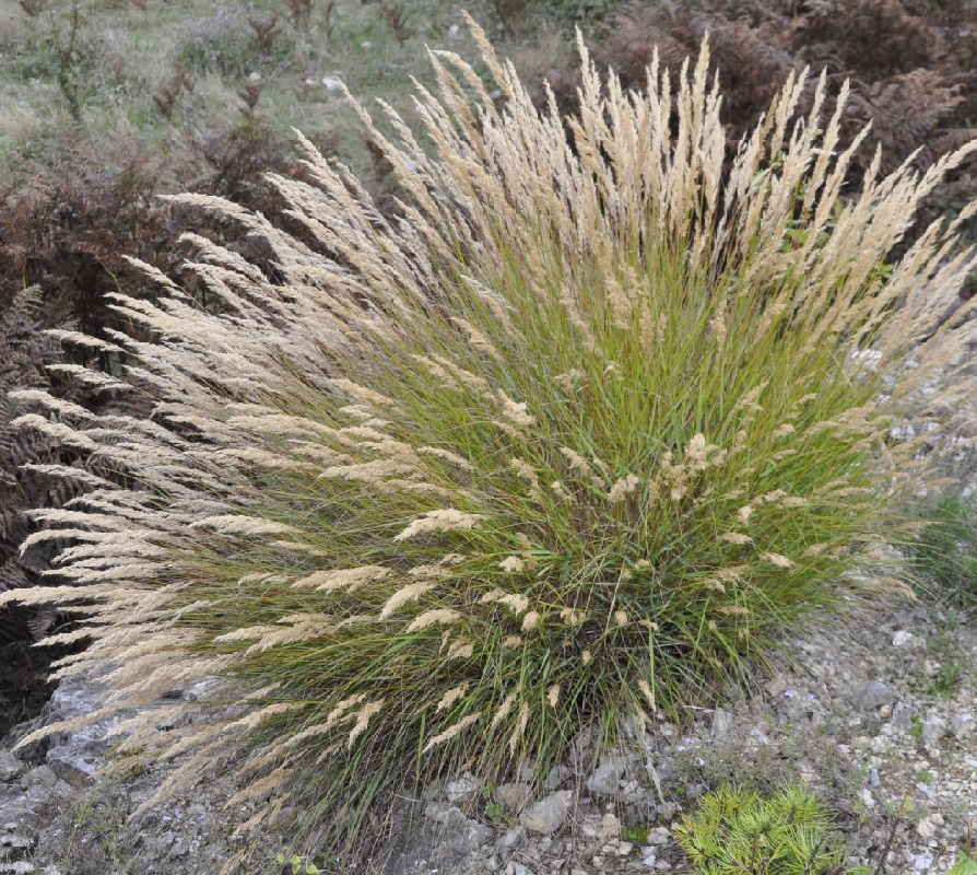 Изображение особи Achnatherum calamagrostis.