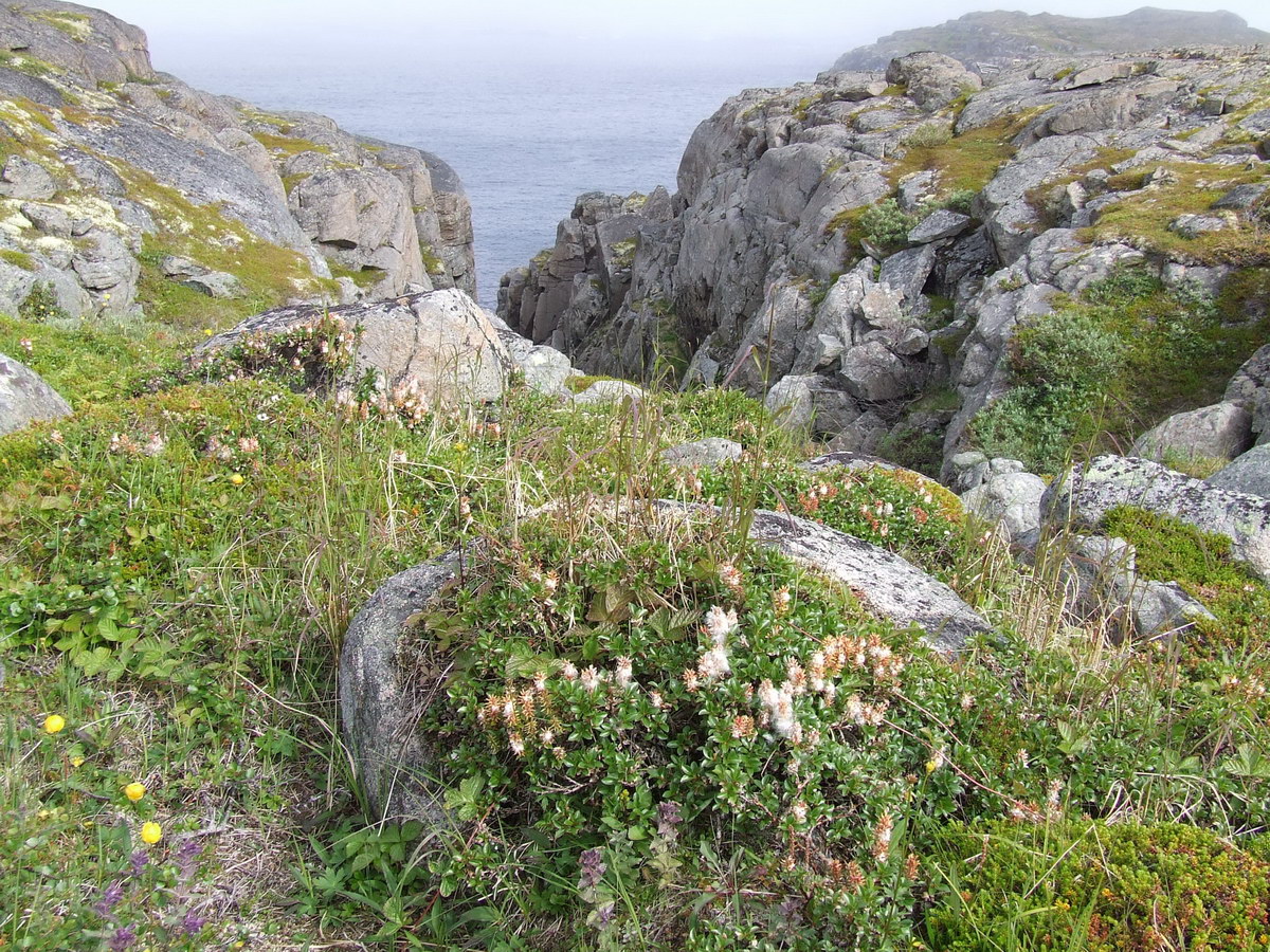 Image of Salix myrsinites specimen.