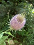 Dipsacus fullonum