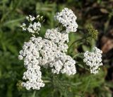 Achillea millefolium