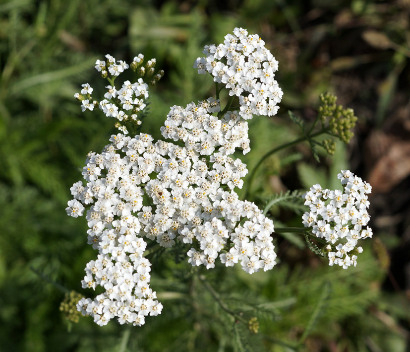 Изображение особи Achillea millefolium.