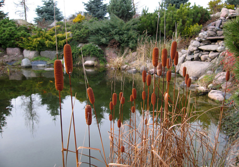 Image of Typha laxmannii specimen.