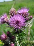 Cirsium palustre. Соцветия. Нидерланды, окрестности Гронингена. Июнь 2006 г.