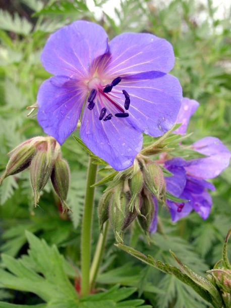 Image of Geranium pratense specimen.