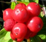 Chamaepericlymenum suecicum