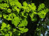 Quercus macrocarpa