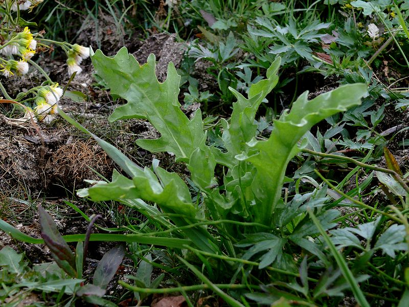 Изображение особи Tephroseris palustris.