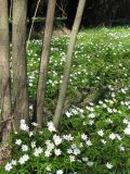 Anemone nemorosa