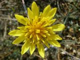 Tragopogon elatior