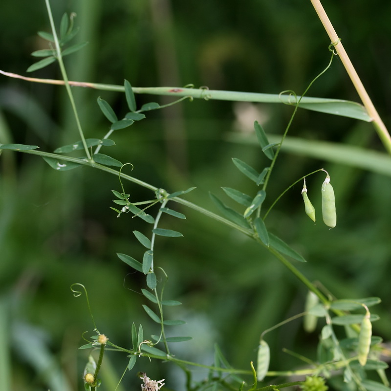 Изображение особи Vicia tetrasperma.