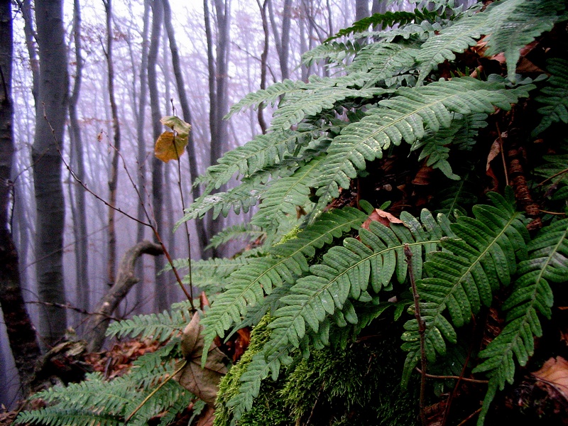 Image of Polypodium &times; mantoniae specimen.