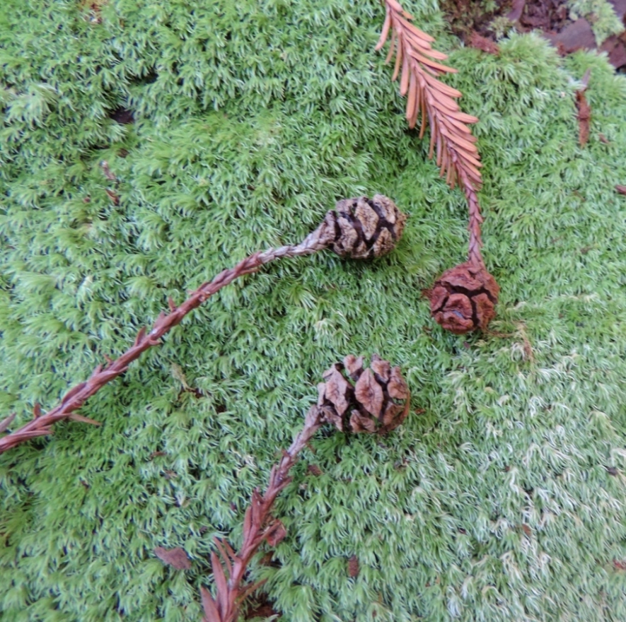 Image of Sequoia sempervirens specimen.