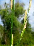 Festuca gudoschnikovii