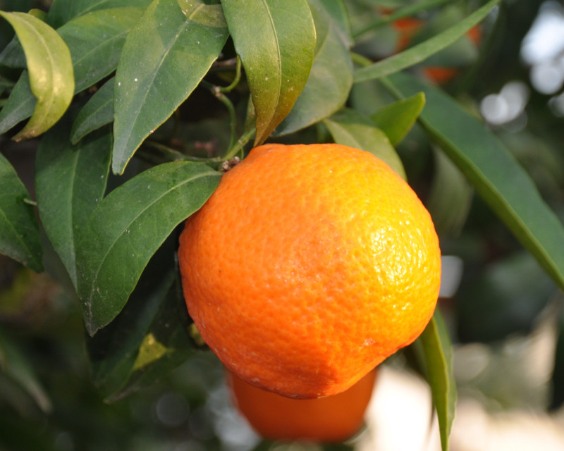 Image of Citrus reticulata specimen.