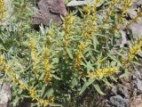 род Phlomis