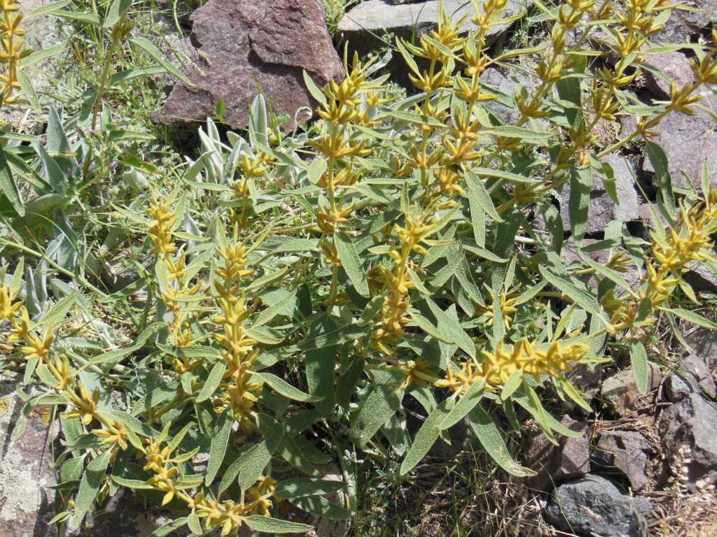 Image of genus Phlomis specimen.