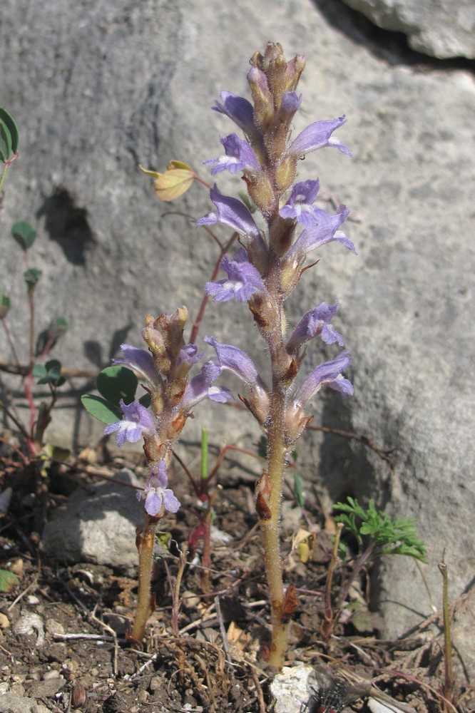 Image of Phelipanche mutelii specimen.