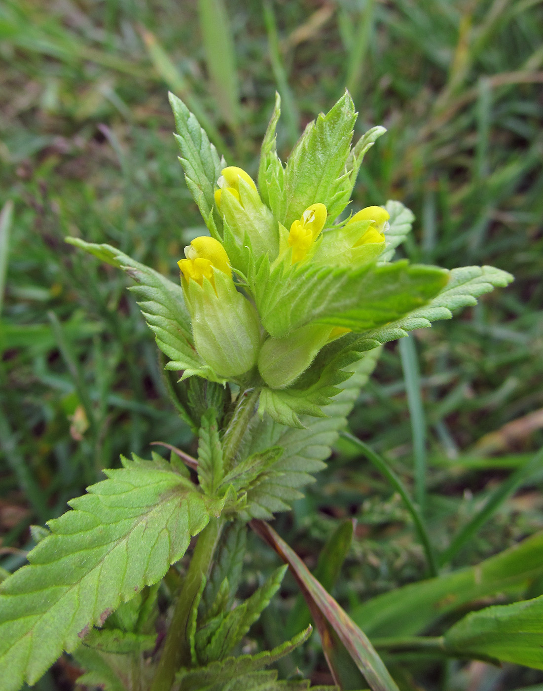 Изображение особи Rhinanthus borealis.