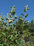 род Malus