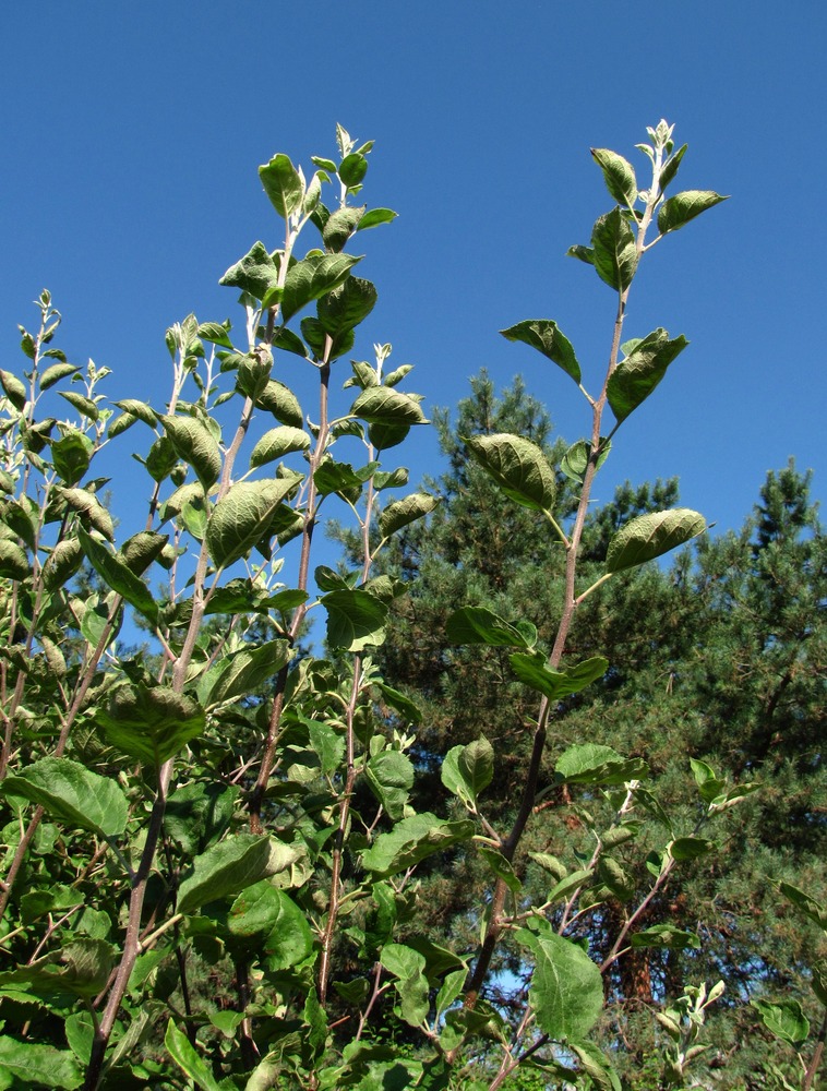 Изображение особи род Malus.