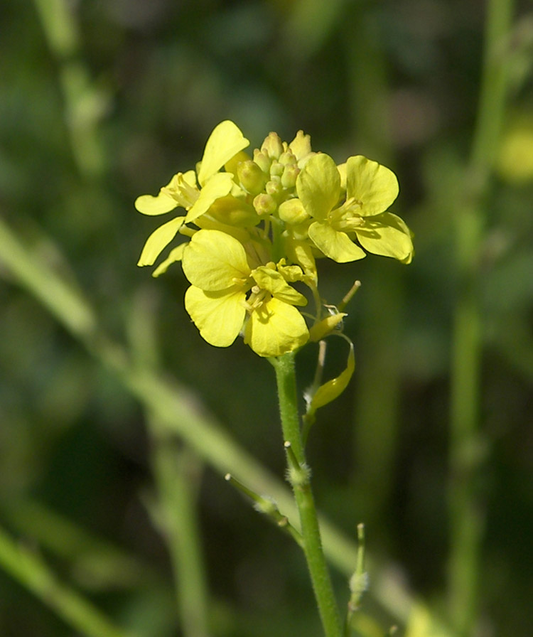 Изображение особи Rapistrum rugosum.