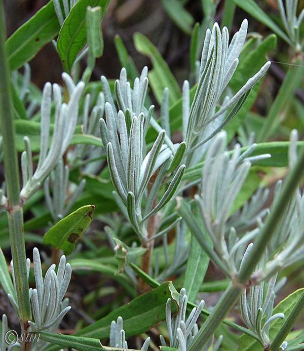 Image of Lavandula angustifolia specimen.