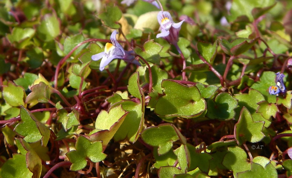 Изображение особи Cymbalaria muralis.