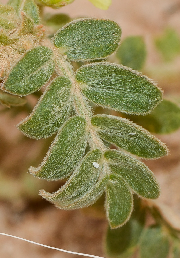 Изображение особи Tribulus macropterus.