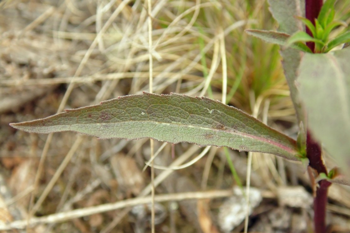 Image of Solidago virgaurea specimen.