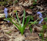 Scilla bifolia. Цветущее растение в ясенёво-дубовом лесу. Украина, Киев, заказник \"Лесники\". 4 апреля 2009 г.