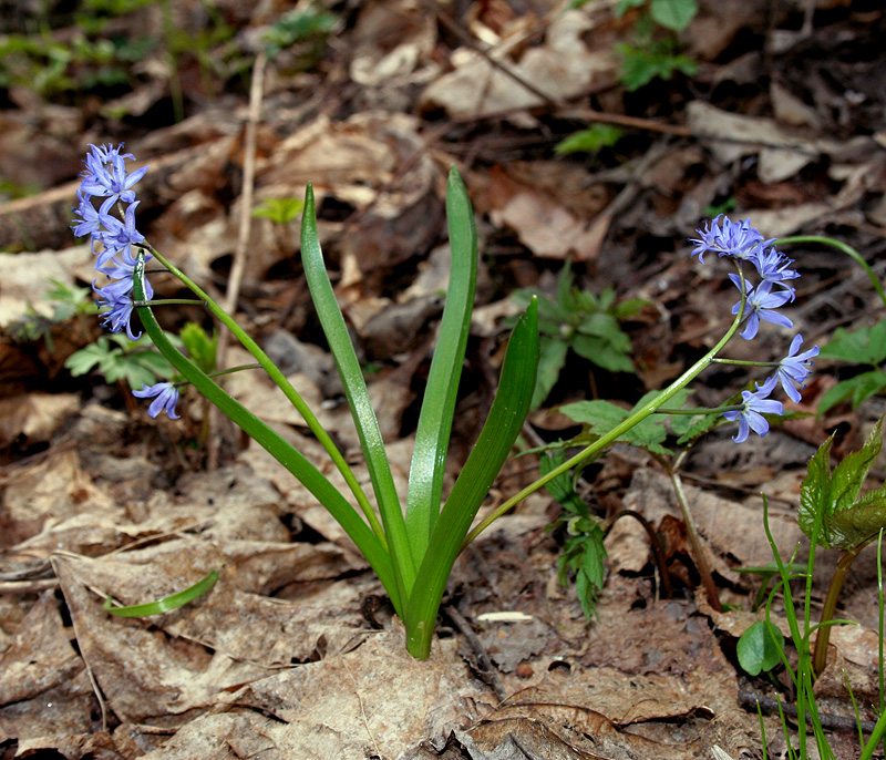 Изображение особи Scilla bifolia.