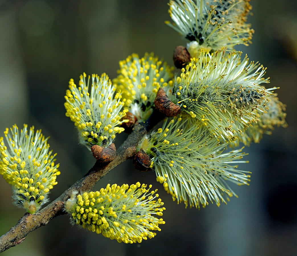 Изображение особи Salix caprea.