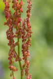 род Rumex. Часть соцветия с цветками и завязавшимися плодами. Адыгея, Майкопский р-н, плато Лаго-Наки, хр. Каменное море. 19.07.2015.