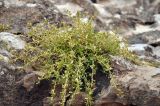 Leucas spiculifera. Цветущее растение на скале. Сокотра, окр. дер. Аомак. 31.12.2013.