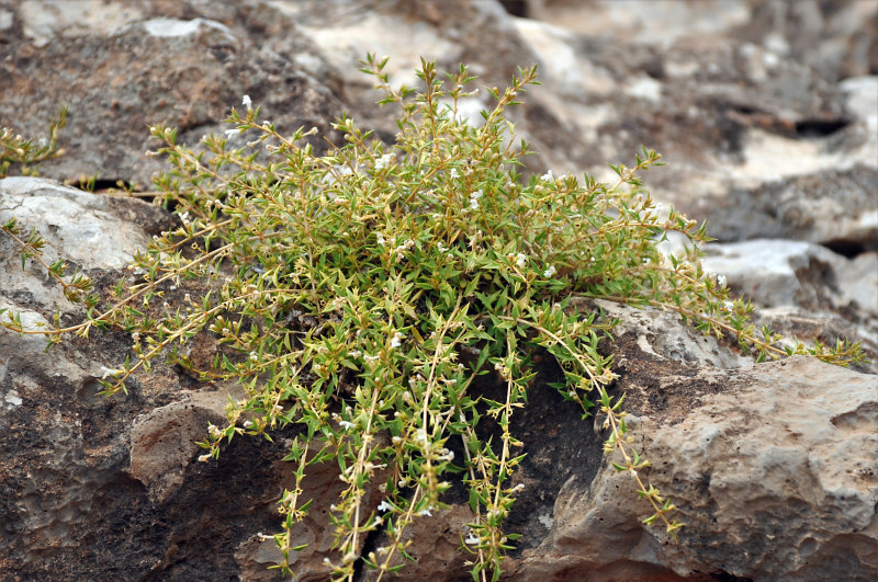 Image of Leucas spiculifera specimen.