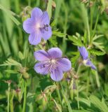 Geranium pratense. Верхушка цветущего растения. Иркутская обл., Иркутский р-н, долина р. Иркут. 14.07.2014.