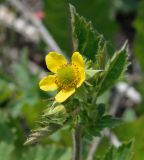 Geum aleppicum. Верхушка цветущего растения. Татарстан, Лениногорский р-н, пойма. 16.06.2015.