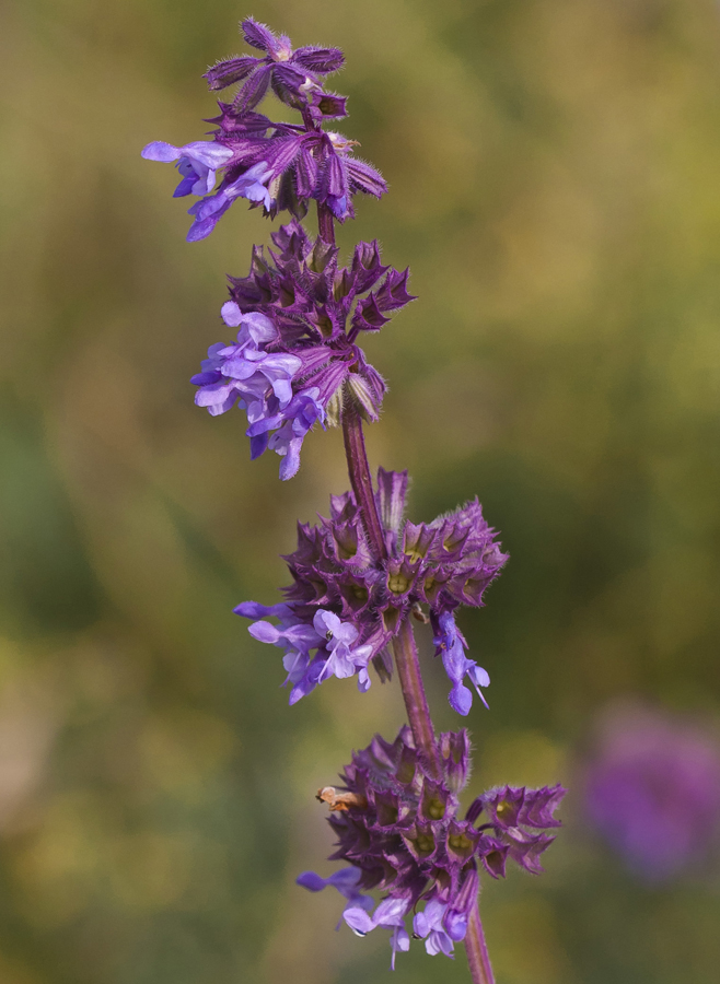 Изображение особи Salvia verticillata.