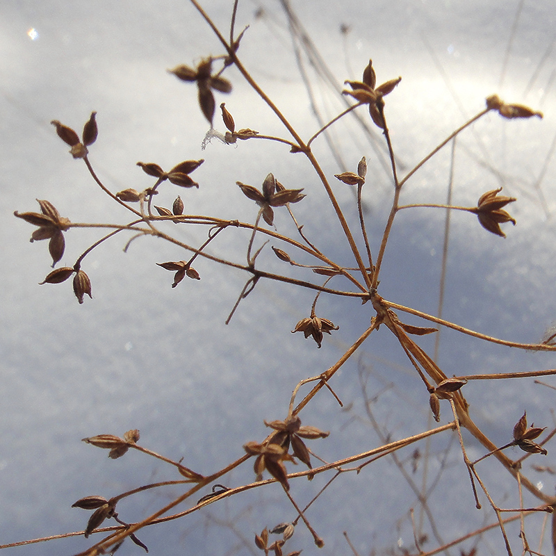 Изображение особи Thalictrum simplex.