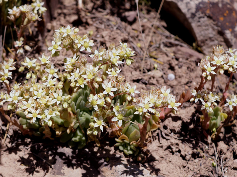 Изображение особи Rosularia platyphylla.